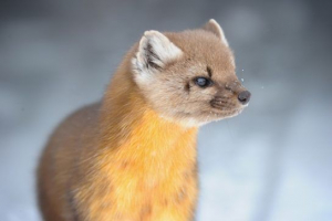 Drapieżne kuni Drapieżne kuni